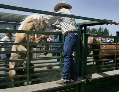  Wild Horse Adoption on Bureau Of Land Management Wild Horse Burro Adoptions Https Www Blm Gov